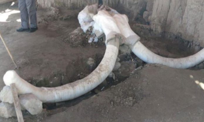 Encuentran restos de 14 mamuts en Tultepec