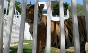 Aseguran tigre de bengala en Morelos